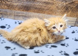Toro, Baby Male Domestic Long Hair