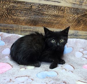 Tucker, Baby Male Domestic Short Hair