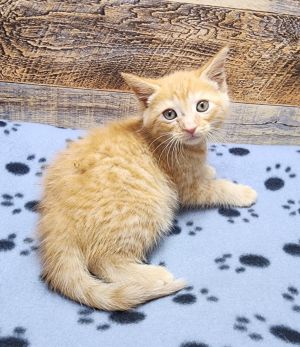 Craftsman, Baby Male Domestic Short Hair