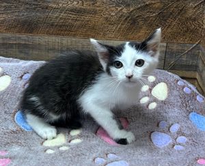 Elmo, Baby Male Domestic Short Hair