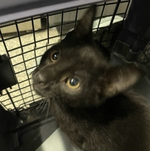 Birch, Baby Male Domestic Short Hair