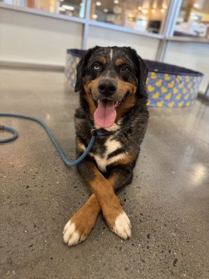 Primary Color Tri Color Secondary Color Merle Weight 85lbs