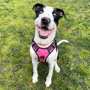 Klondike, Young Male Bull Terrier