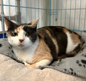 Queen Elizabeth Domestic Short Hair Cat