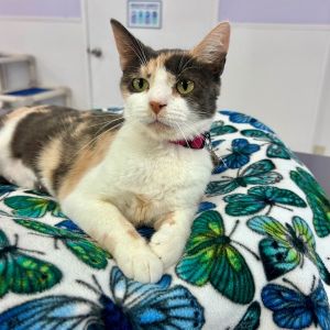 Queen Elizabeth Domestic Short Hair Cat