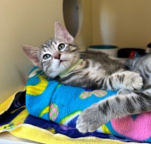 Wickham Domestic Short Hair Cat