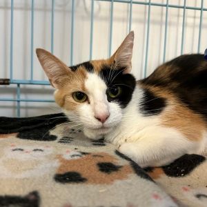 Munchkin Domestic Short Hair Cat