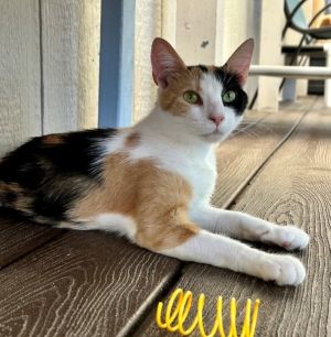 Munchkin Domestic Short Hair Cat