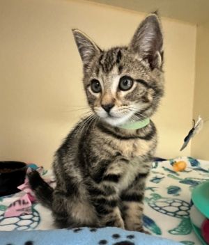 Primary Color Brown Tabby Weight 27lbs Age 0yrs 0mths 11wks Animal has been Neutered