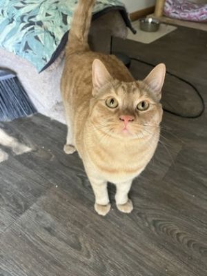 Chiara, Adult Female Domestic Short Hair