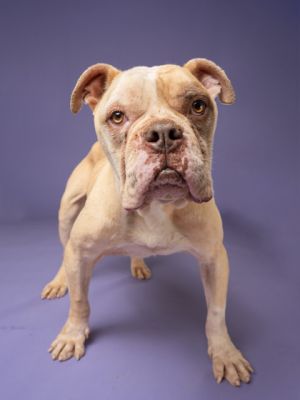 Rubble, Adult Male American Staffordshire Terrier