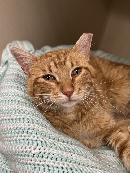 Julius, an adoptable Domestic Short Hair in Durango, CO, 81301 | Photo Image 1