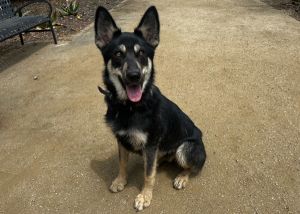 Aj, Young Male German Shepherd Dog