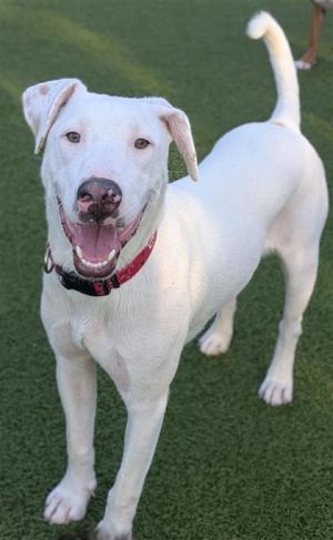 Picasso, Adult Male Mixed Breed