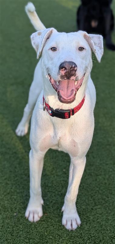Picasso, an adoptable Mixed Breed in Hutchinson, KS, 67504 | Photo Image 2