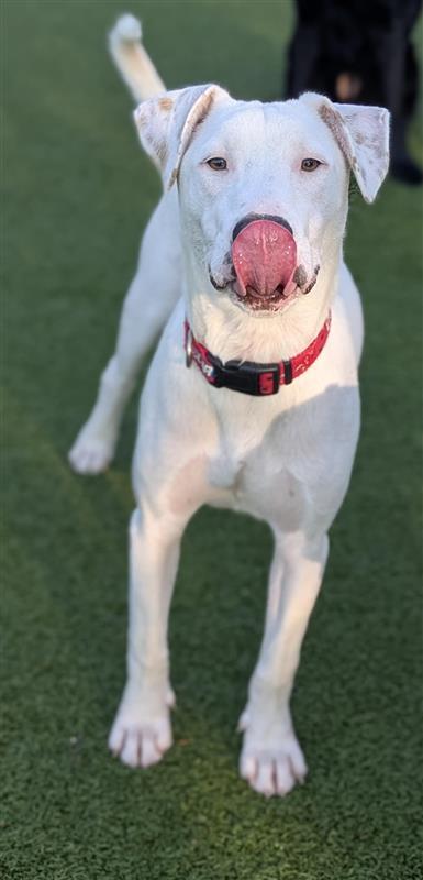 Picasso, an adoptable Mixed Breed in Hutchinson, KS, 67504 | Photo Image 3
