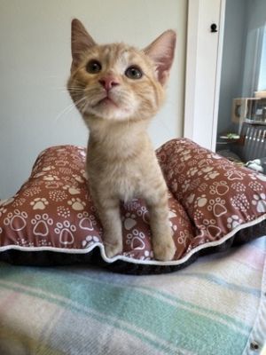 Guppy 674-25 Domestic Short Hair Cat