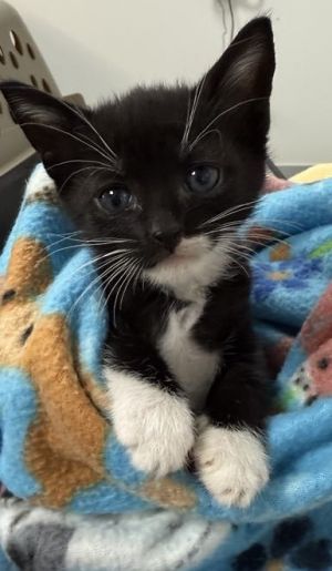 Meet Orca - small in size mighty in spirit This bold little explorer has the heart of a whale and