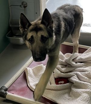 Meet Arlington - a handsome and strong German Shepherd with a bright future ahead This smart and sp