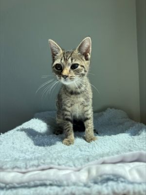 Meet Marina - a splash of sweetness in a tiny whiskered package With her gentle purrs and curious 