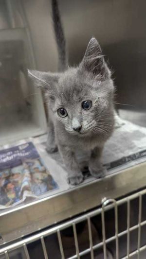 Loki Domestic Short Hair Cat