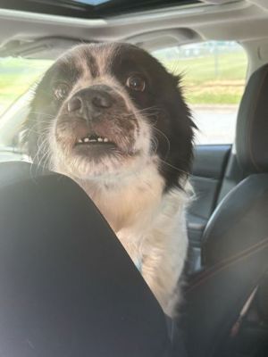 Bones Border Collie Dog