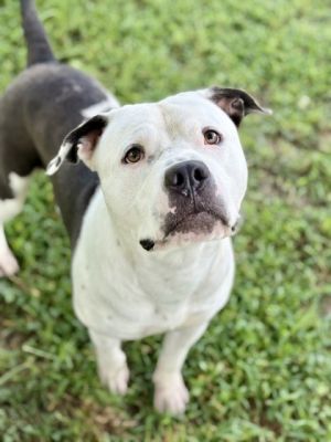 Buck, Adult Male American Bulldog