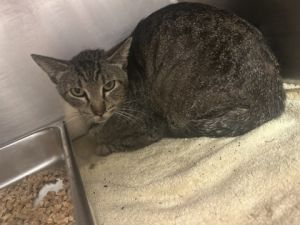 Skibidi, Adult Male Domestic Short Hair