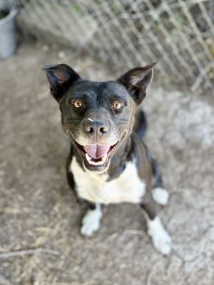 Pippa, Adult Female Mixed Breed