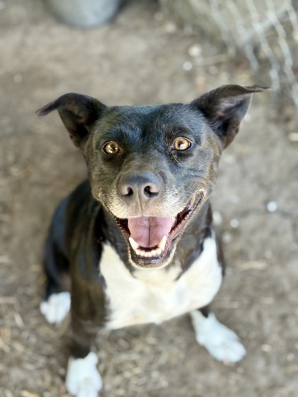Pippa