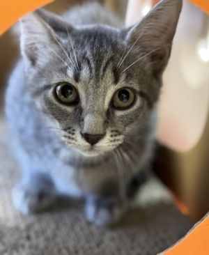 Chandler $75, Baby Male Domestic Short Hair