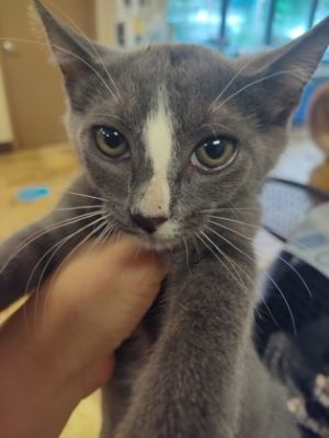 Daisy $75 @ Petco, Baby Female Domestic Short Hair