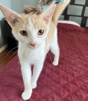 Captain Proton, Young Male unknown