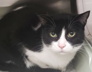 Titos, Adult Male Domestic Short Hair