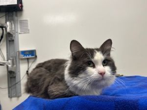 Gabriel, Adult Male Domestic Long Hair