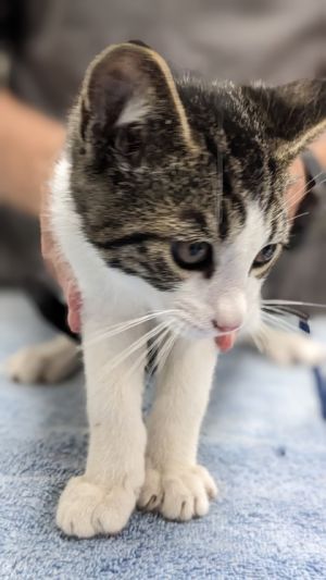 Yale, Baby Male Domestic Short Hair