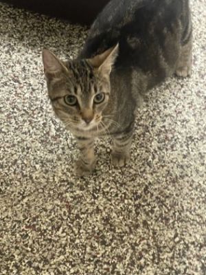 Strawberry, Adult Female Domestic Short Hair