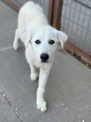 Pup 1 Buneary, Adult Female Great Pyrenees