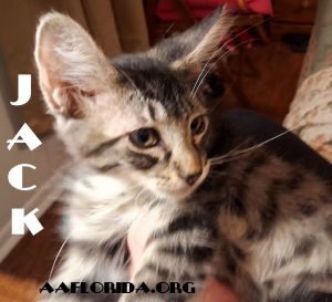 Jack, Young Male Domestic Long Hair