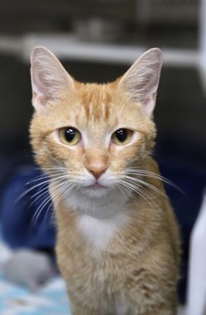 84851a Crabgrass- Pounce Cat Cafe, Adult Female Domestic Short Hair