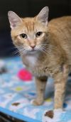 84851a Crabgrass- Pounce Cat Cafe photo 2