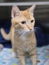 84851a Crabgrass- Pounce Cat Cafe photo 3