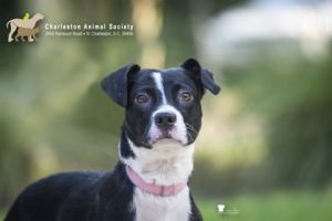 85092a Shimmer, Young Female Terrier