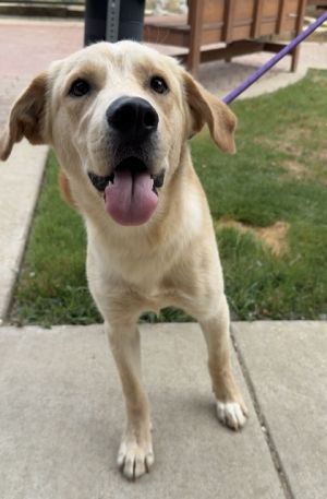 Hedgehog, Young Male Labrador Retriever