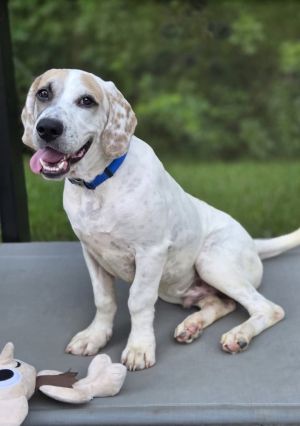 Frost, Young Male Basset Hound