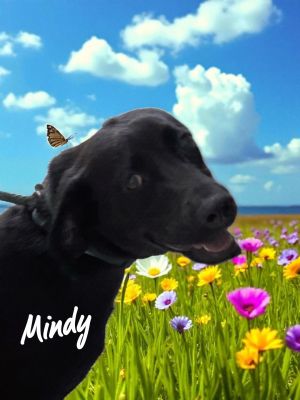 Mindy, Young Female unknown