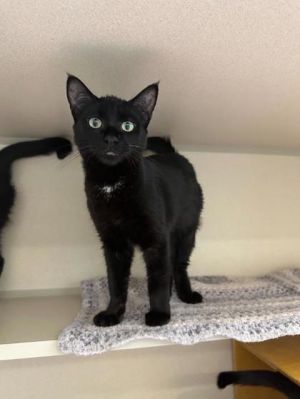 Skippy Domestic Short Hair Cat