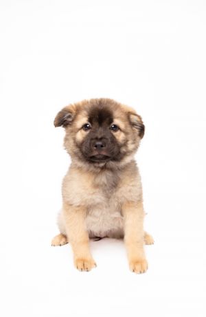 Genoise, Young Female Mixed Breed