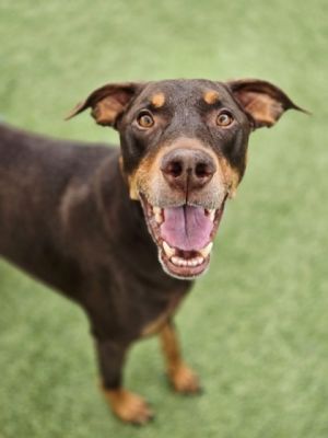 Gideon, Adult Male Doberman Pinscher