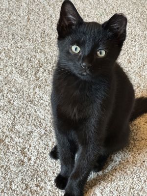 Pickled Pepper, Baby Male unknown